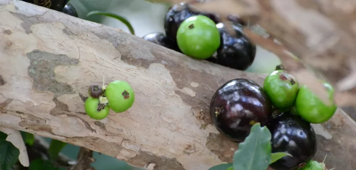 Pesquisadores criam pão feito com farinha de jabuticaba que pode ser consumido por diabéticos